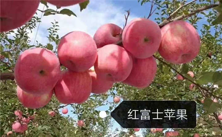 北京果树批发 