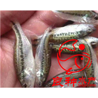 桂林加州鲈鱼苗批发