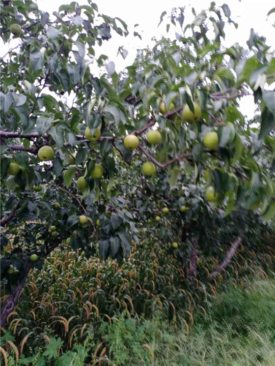 果树