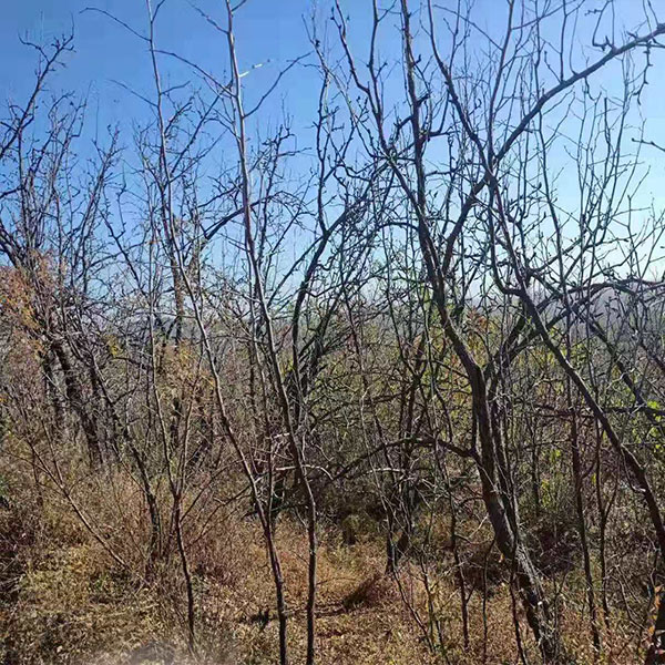 一级免洗特产红枣 