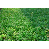 中山市玉龙草多少钱 
