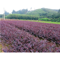 东莞市红继木批发 