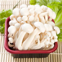 白玉菇 
