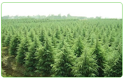 河南雪松苗木雪松的药用价值 