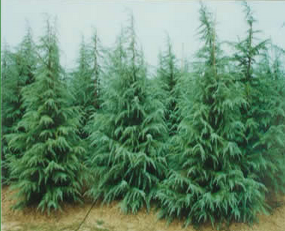 河南雪松大型基地雪松种植有什么要求和技术 