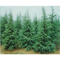 汝南雪松 