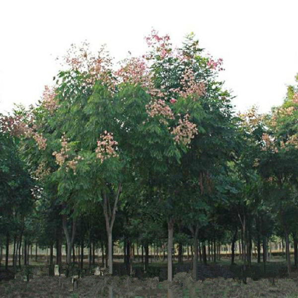 栾树——河南汝南栾树基地 
