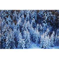 河南雪松种植雪松有哪些需要注意的 