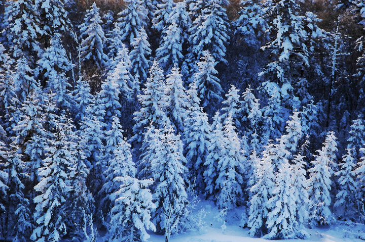 河南雪松种植雪松有哪些需要注意的 