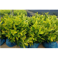 浙江良种茶叶苗-哪里的黄金叶茶苗比较好 