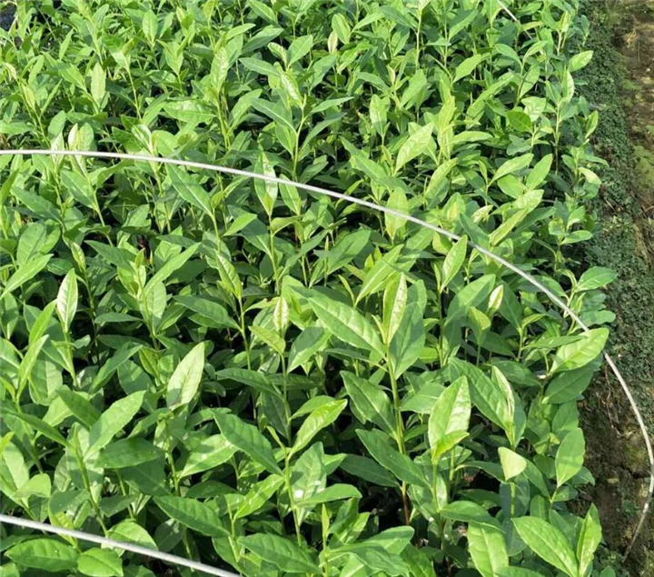 浙江白茶种植基地｜供应安吉白茶苗批发 