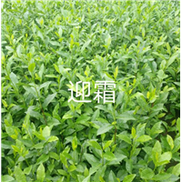 浙江迎霜茶苗