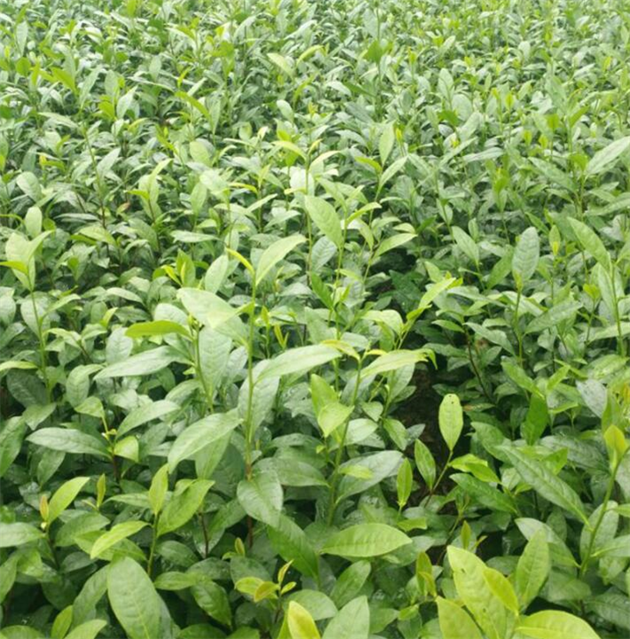 中茶108茶苗｜浙江茶叶苗 
