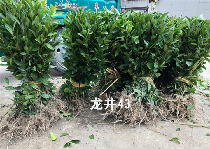 浙江龙井43茶苗批发多少钱一株 