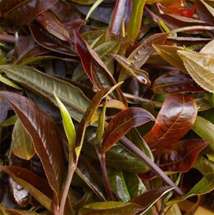 供应紫娟茶苗 【浙江遂昌 新品种茶苗】 