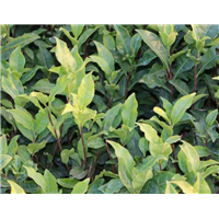 浙江哪里有迎霜茶苗卖