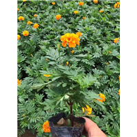 孔雀草批发_2019浙江孔雀草_浙江草花 