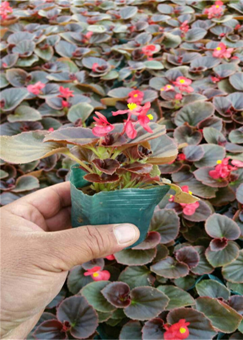 四季海棠杯苗_浙江四季海棠_浙江草花 