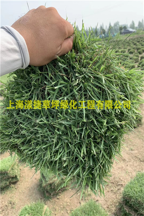 浙江草坪_浙江草皮基地_绿化草坪批发 