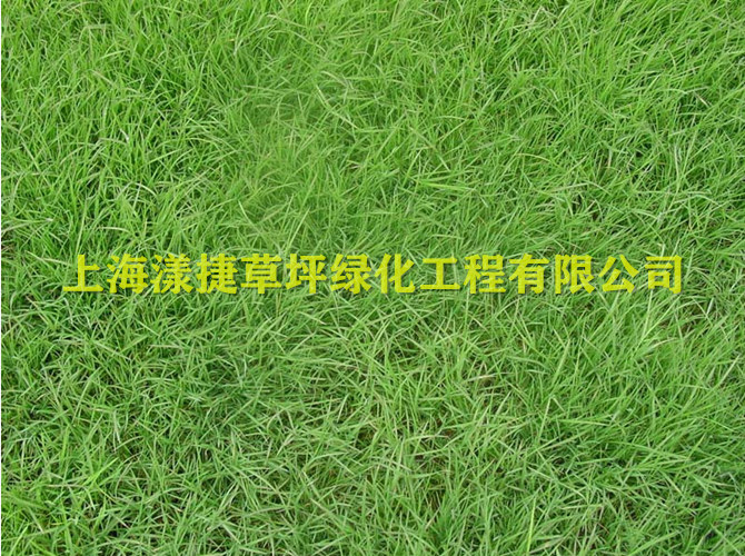 浙江马尼拉草_草坪批发直销 