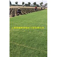 浙江草坪_浙江草皮基地_上海绿化草坪 