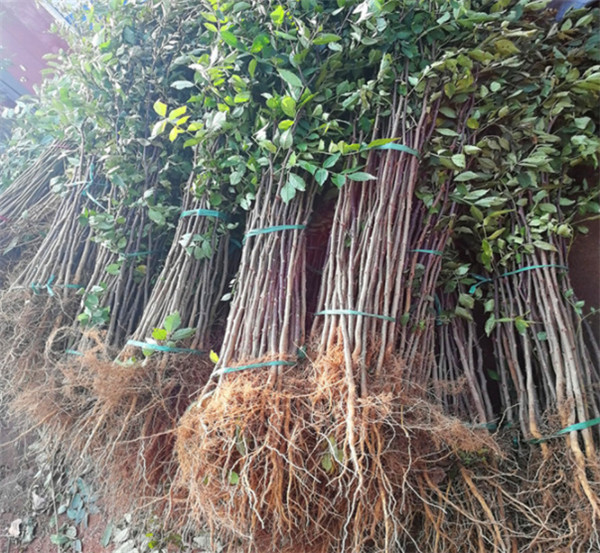 河南花椒苗基地