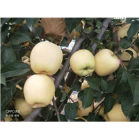 山东维纳斯黄金苹果苗 
