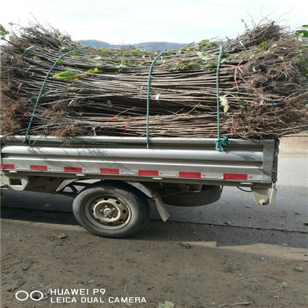 辽宁樱桃苗种植基地 