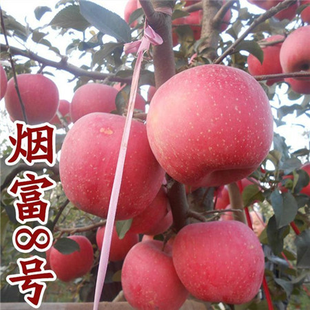 陕西苹果苗批发价格 