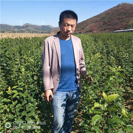 江苏李子苗批发 