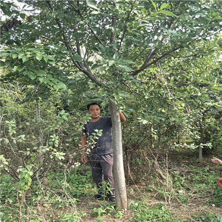 安徽绿化苗木种植基地 