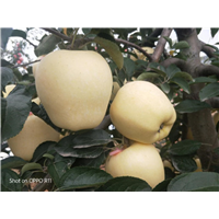 水蜜桃苹果苗
