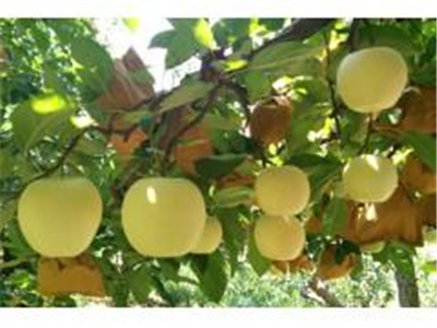 山东绿光苹果苗 