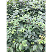 吴茱萸苗
