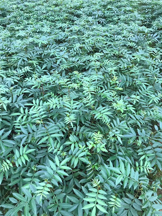 花椒苗 
