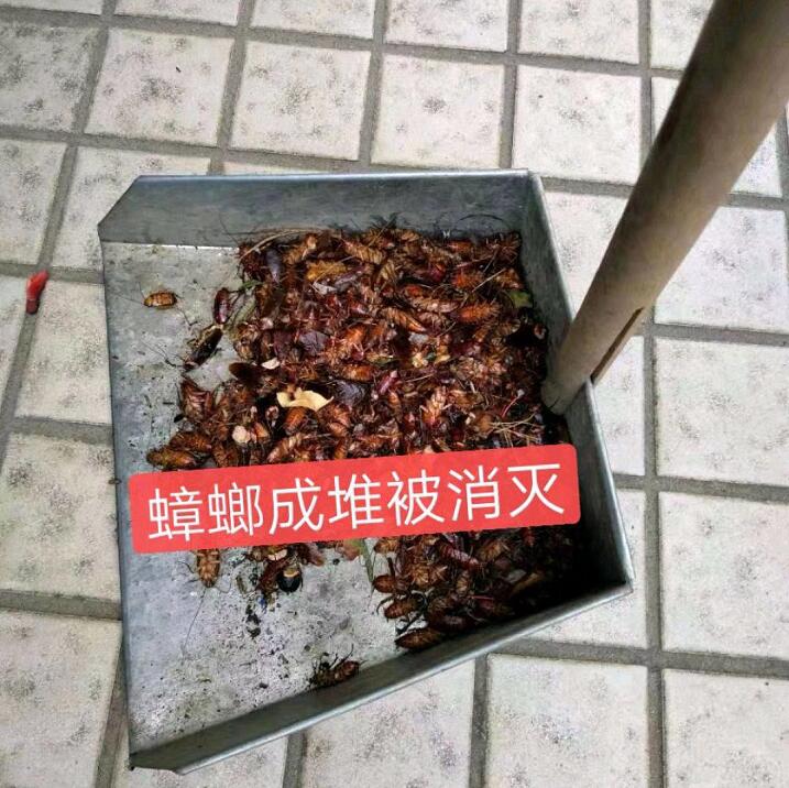建德灭蟑螂怎么收费