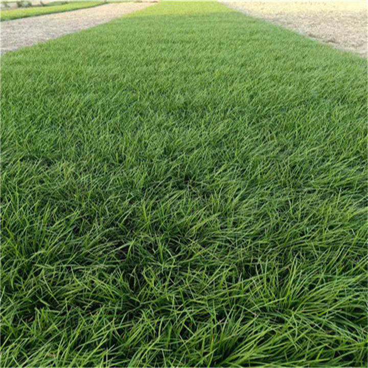 河北麦冬草