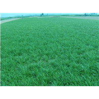 北京丹麦草