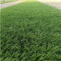 河北麦冬草