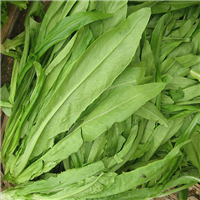 绿色有机蔬菜