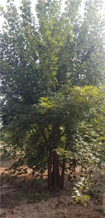 宜宾丛生五角枫基地批发 