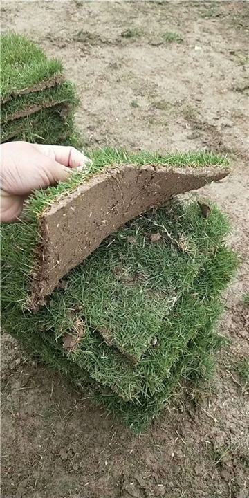 常州草坪供应