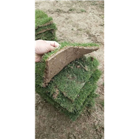常州草坪供应