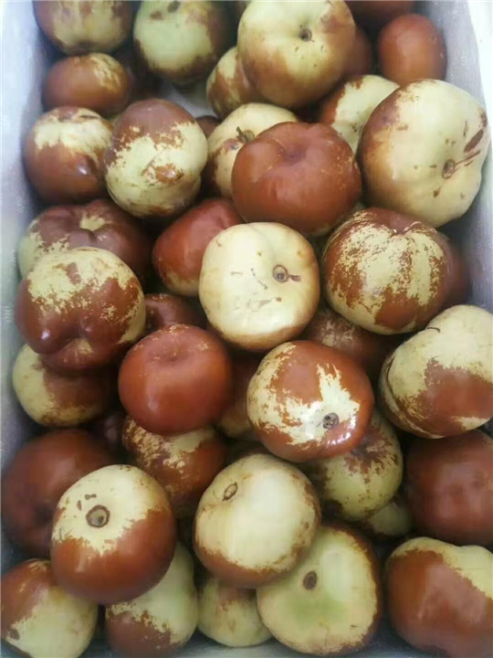 沧州古枣树基地