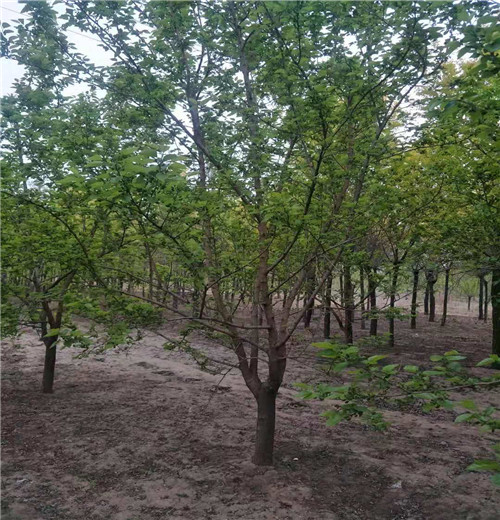 沧州枣树基地！沧州枣树苗！
