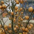 黄金梨苗 