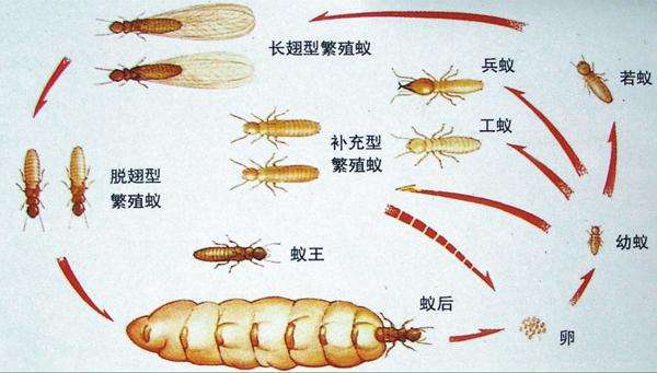 宜春白蚁防治