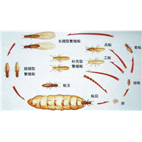 宜春白蚁防治