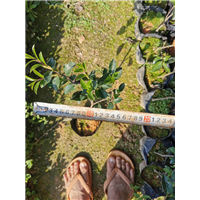 福建茶梅 