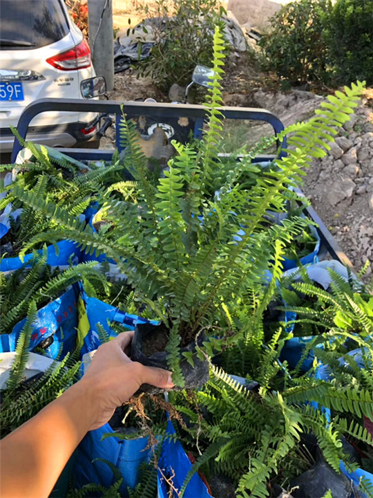 福建肾蕨苗 